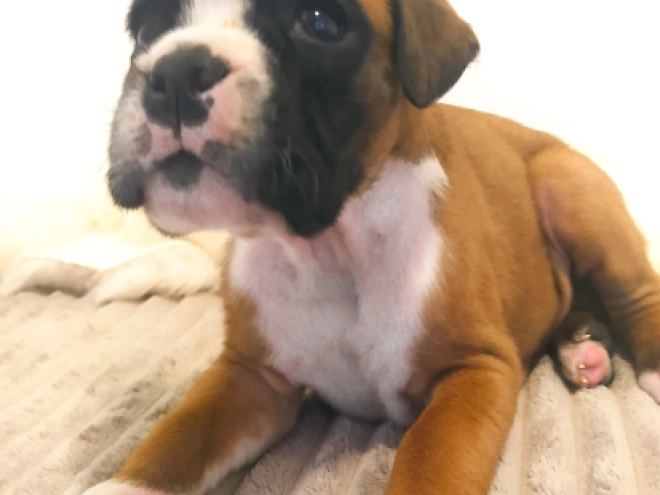 Boxer Welpe kaufen