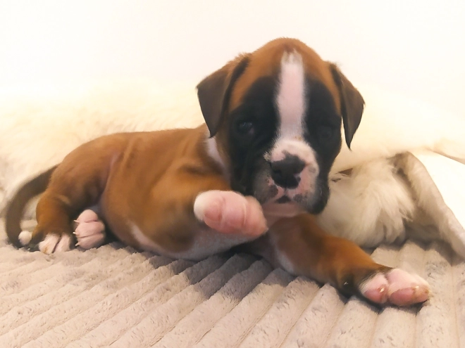 Boxer Welpe kaufen