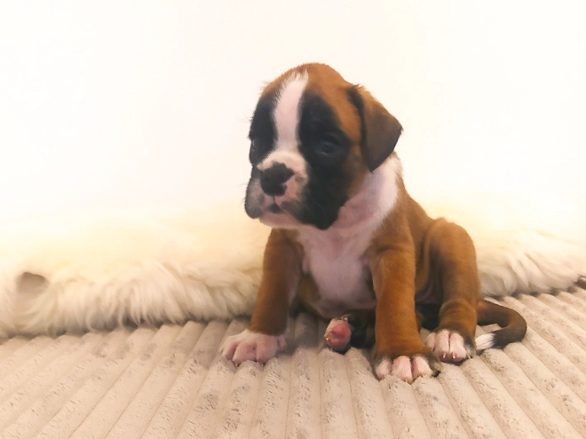 Boxer Welpe kaufen