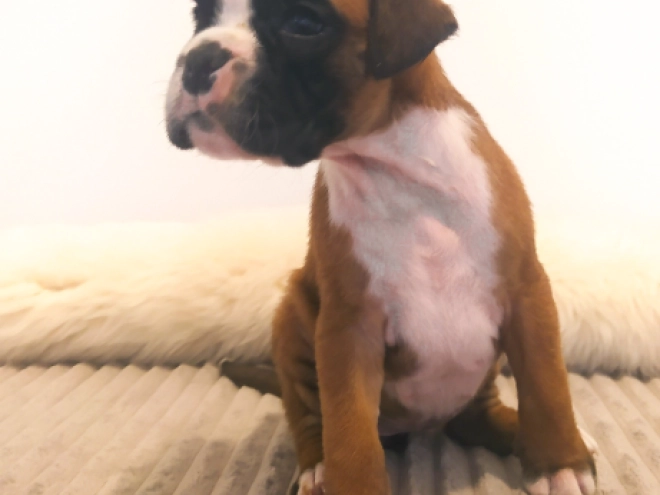 Boxer Welpe kaufen