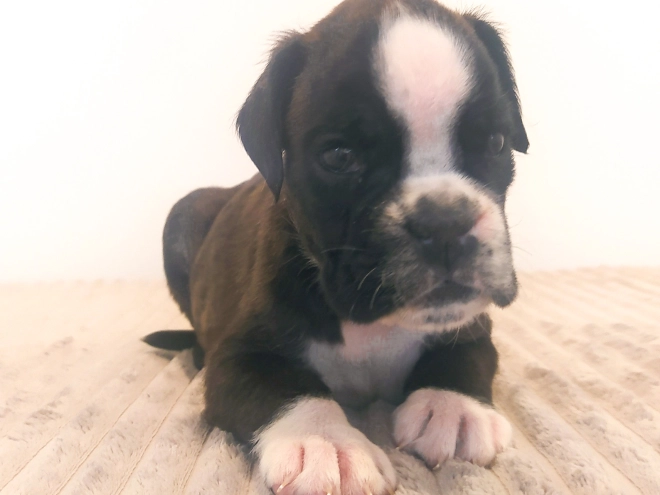 Boxer Welpe kaufen