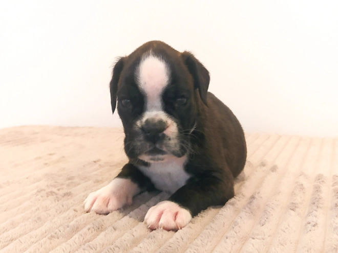 Boxer Welpe kaufen