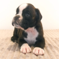 Linda, brindle Boxer for sale