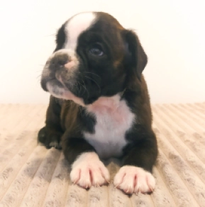 Boxer Welpe kaufen