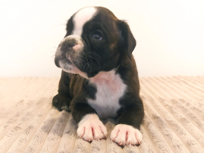 Boxer Welpe kaufen