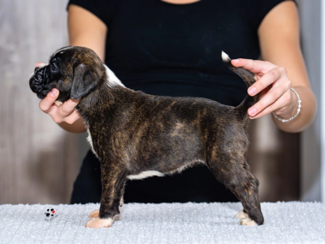 Boxer puppy for sale