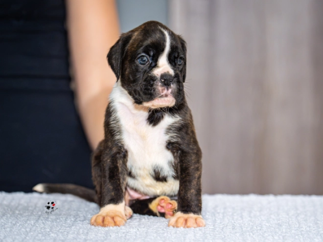 Boxer puppy for sale