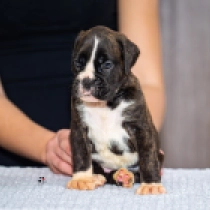 Scarlet, brindle Boxer for sale