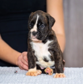 Boxer puppy for sale