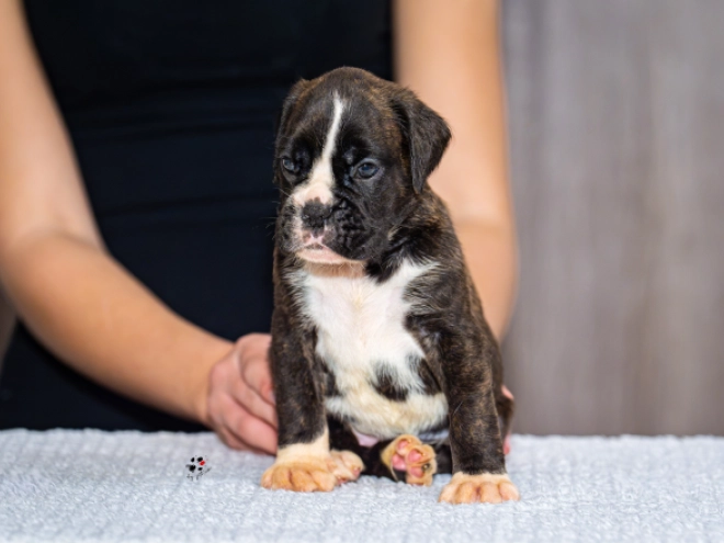 Boxer puppy for sale
