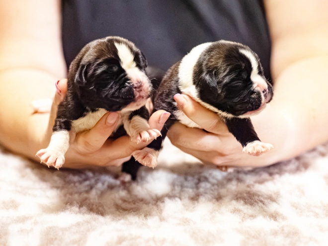 Boxer puppy for sale