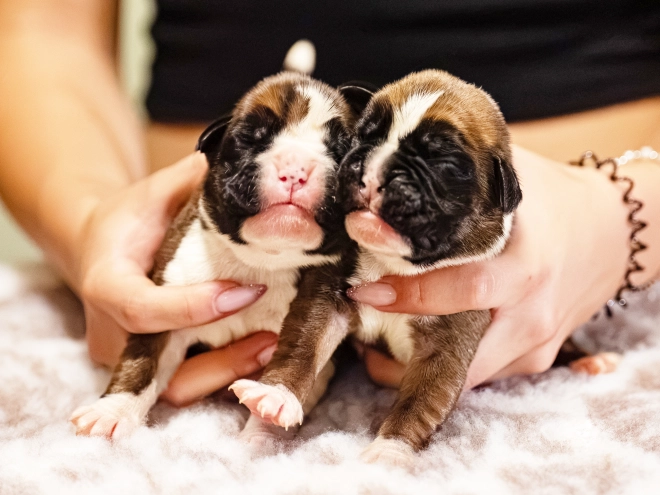 Boxer puppy for sale