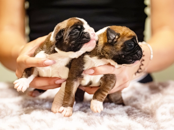 Boxer puppy for sale