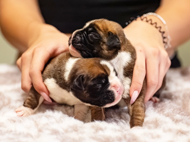 Boxer puppy for sale