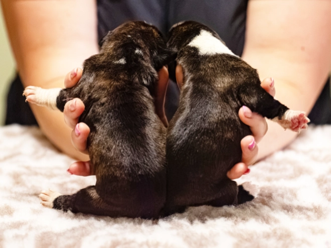 Boxer puppy for sale