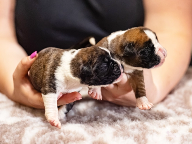 Boxer puppy for sale