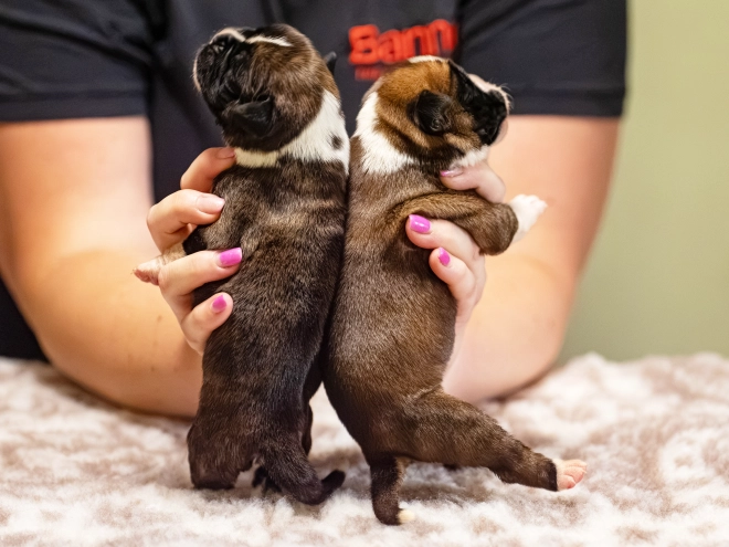 Boxer puppy for sale