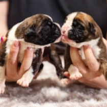 Promising litter, red, brindle Boxer for sale
