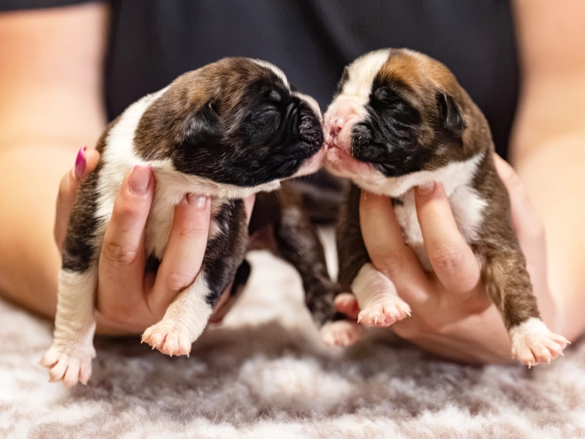 Boxer puppy for sale