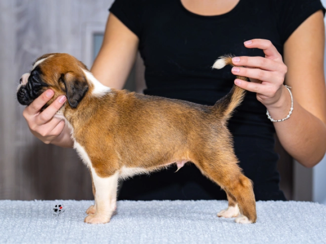 Boxer puppy for sale