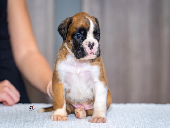 Boxer puppy for sale
