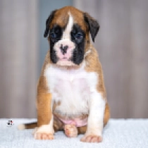 Dario Franchitti, red Boxer for sale