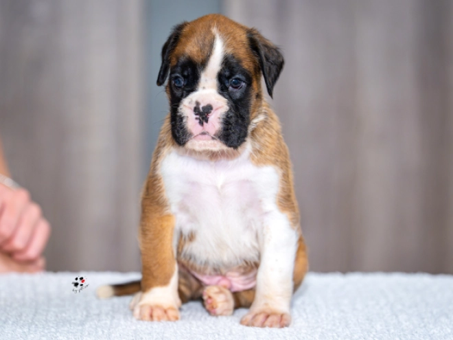 Boxer puppy for sale