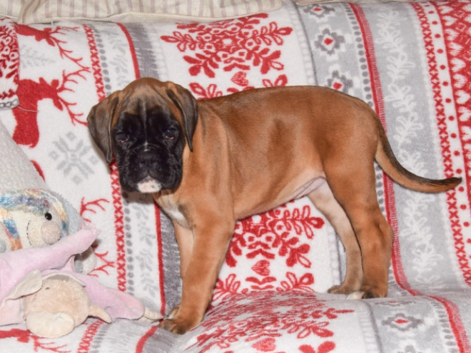 Boxer puppy for sale