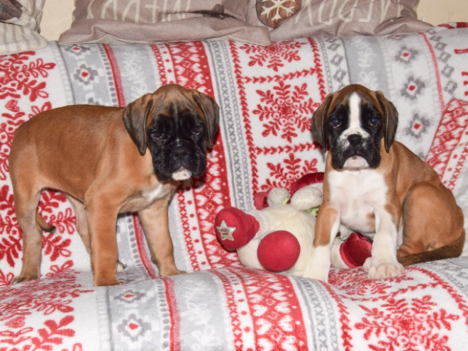 Boxer puppy for sale