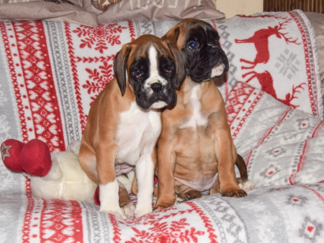 Boxer puppy for sale