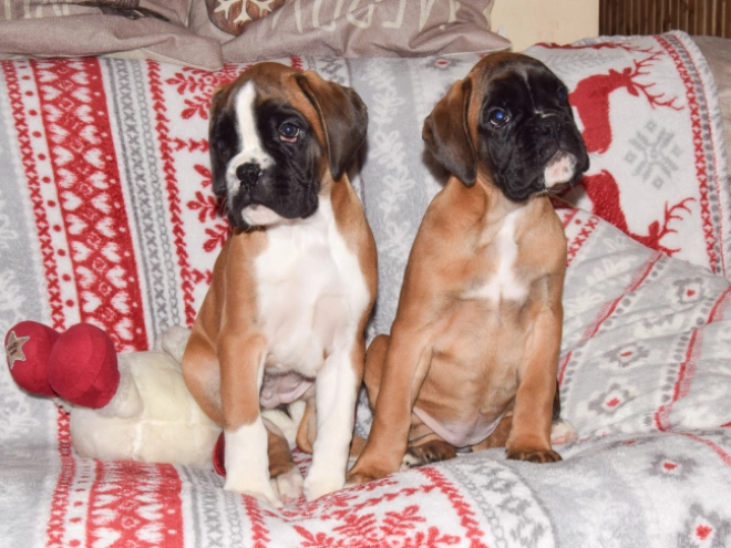 Boxer puppy for sale