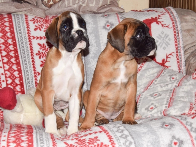 Boxer puppy for sale