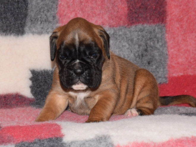Boxer puppy for sale