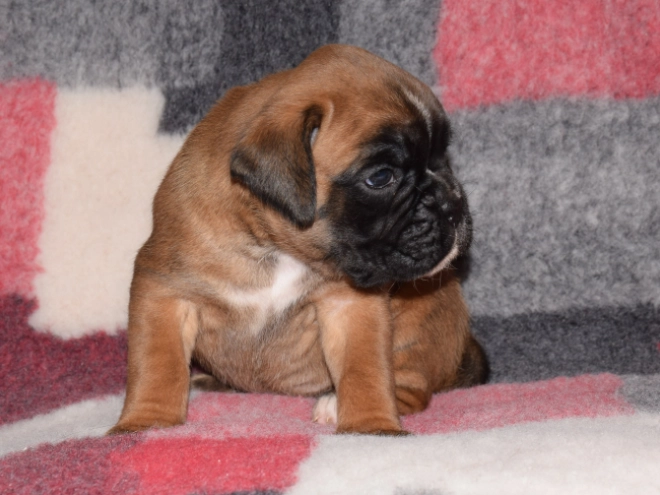 Boxer puppy for sale