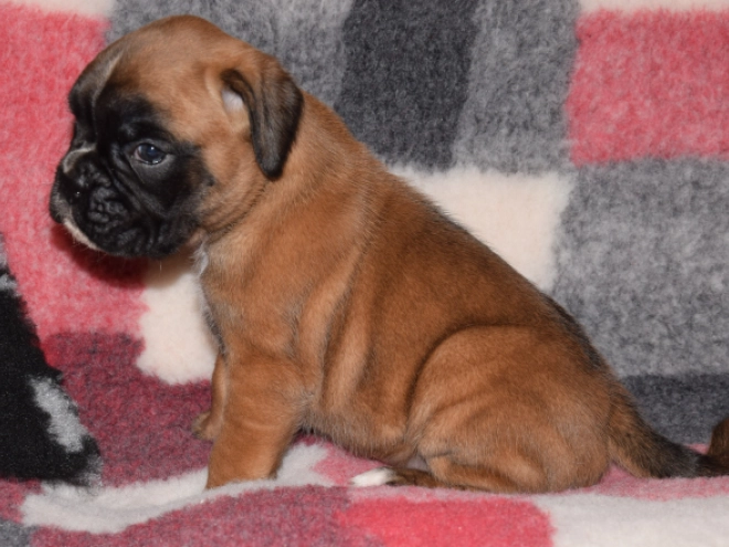 Boxer puppy for sale