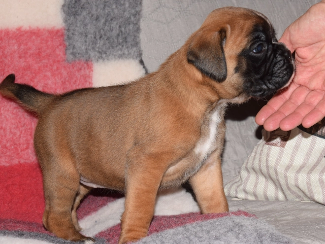 Boxer puppy for sale