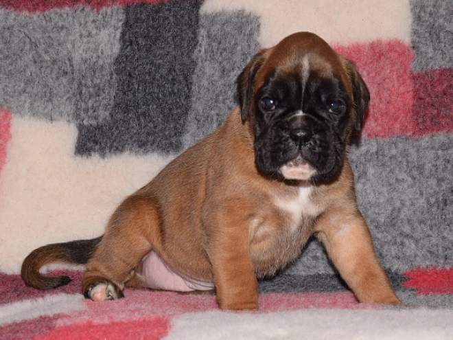 Boxer puppy for sale