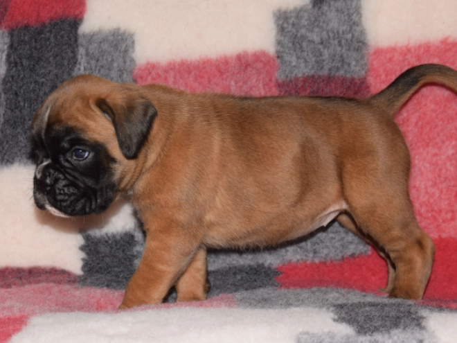 Boxer puppy for sale