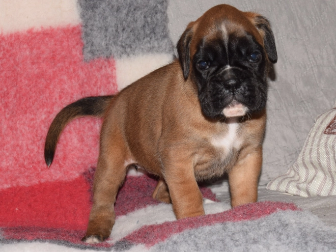 Boxer puppy for sale