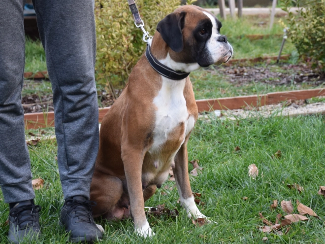 Boxer puppy for sale