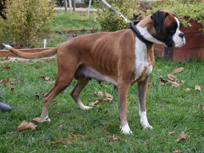 Boxer puppy for sale