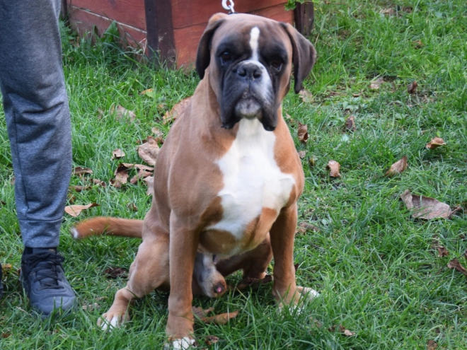 Boxer puppy for sale