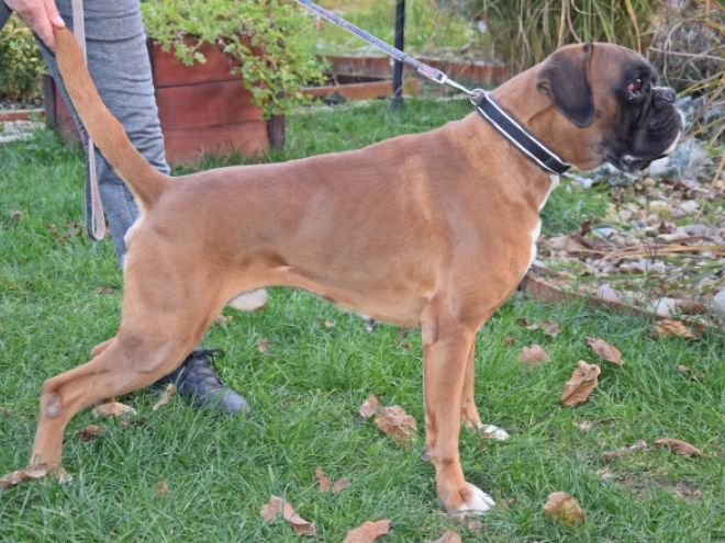 Boxer puppy for sale