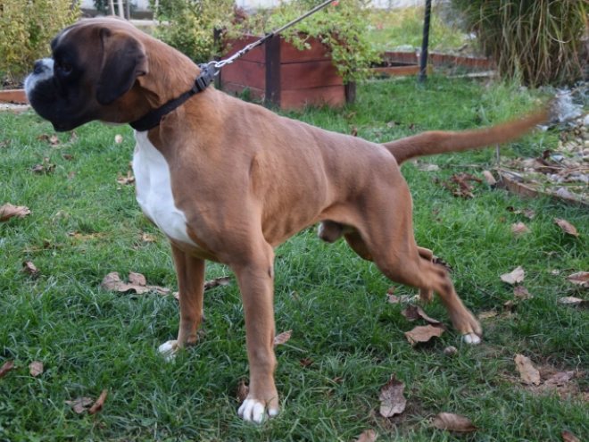 Boxer puppy for sale