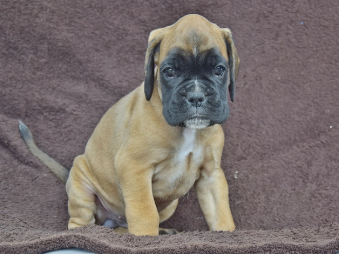 Boxer puppy for sale