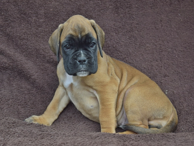 Boxer puppy for sale
