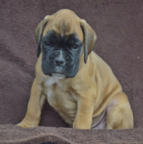 Boxer puppy for sale