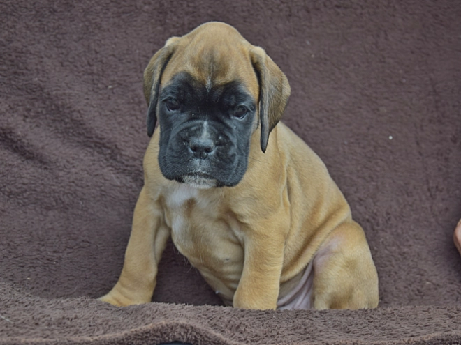 Boxer puppy for sale