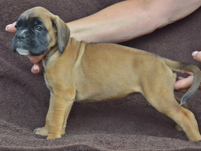 Boxer puppy for sale