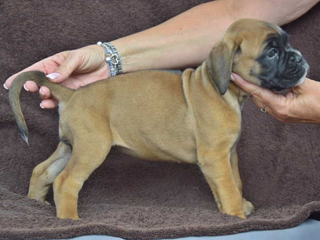 Boxer puppy for sale